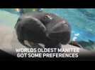 What you need to know about the world's oldest manatee