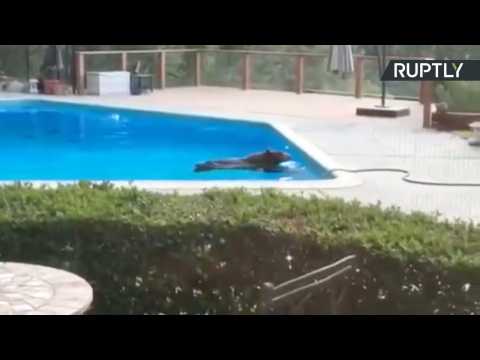 Bare Necessities! Wild Bear Cools Off in Backyard Pool for Summer Swim