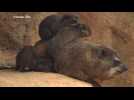 Adorable rock hyrax pups born at UK zoo