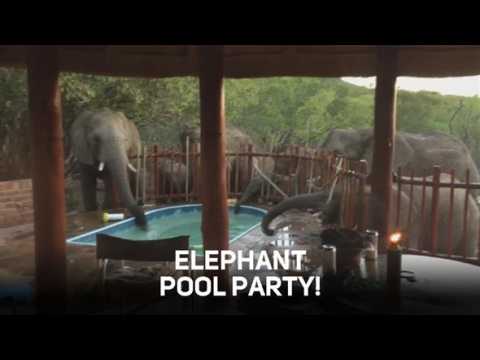 Fancy joining an elephant pool party?