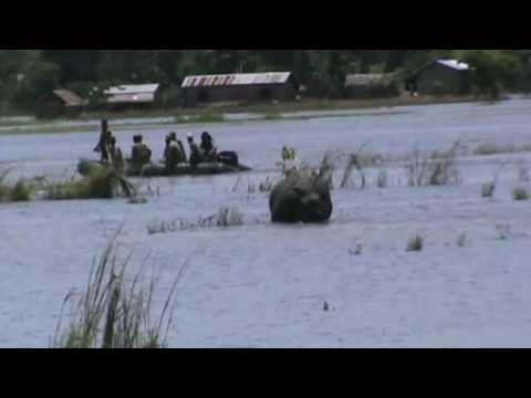 Rhino from India’s flood-hit Kaziranga runs amok on national highway