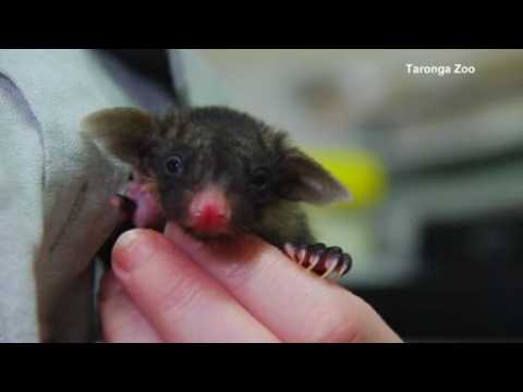 Australian yellow-bellied glider recovering following tangle with barbed wire