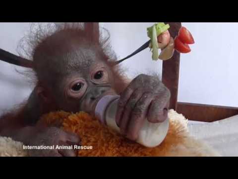 Cute baby orangutan recovering well following bullet injury in Indonesian Borneo
