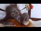 Cute baby orangutan recovering well following bullet injury in Indonesian Borneo