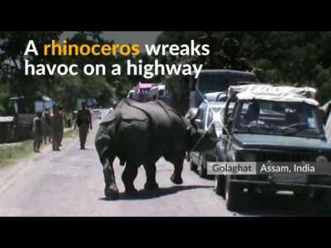 Rhino runs amok on Indian national highway