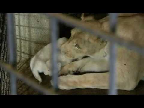 Three rare white lion cubs born in Tbilisi zoo
