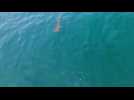 Drone catches Hammerhead shark swimming off Newport Beach
