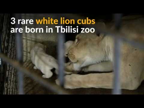 Triple joy for Georgian zoo as three rare white lion cubs are born