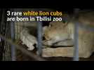 Triple joy for Georgian zoo as three rare white lion cubs are born