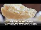 This is how you make maggot cheese. YUMMY!