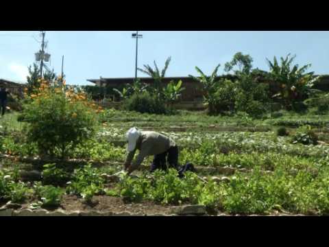 Amid economic hard times, Venezuelans turn to city farming