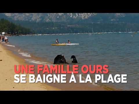 Californie : une maman ours se baigne avec ses petits à la plage