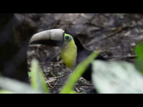 Toucan receives new beak made by 3D printer