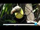 Costa Rica: tucan's new prosthetic beak saves bird after attack