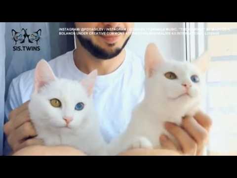 Twin cats from Russia become online sensation