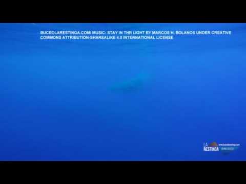 Bryde's whale feeding off Spain's Ferro Island