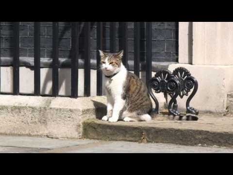 Larry the cat staying put in Downing Street