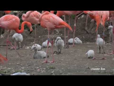 Flamingos galore at UK zoo