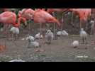 Flamingos galore at UK zoo