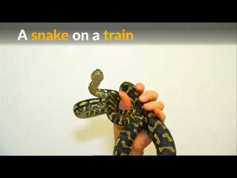 Snake on a train: pet python confiscated by Australian Police