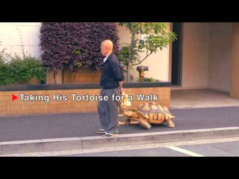 Man and pet tortoise race to a million Internet hits