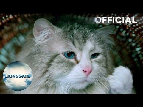 Nine Lives - Cat Vox Pops - In Cinemas August 17