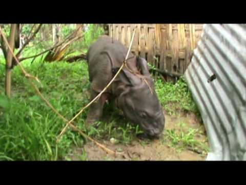 India floods force rhinos, wildlife to seek dry land