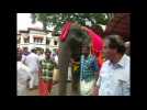 World's 'oldest' living elephant honoured in southern India