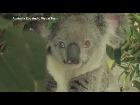 Rescued koala found to have different coloured eyes