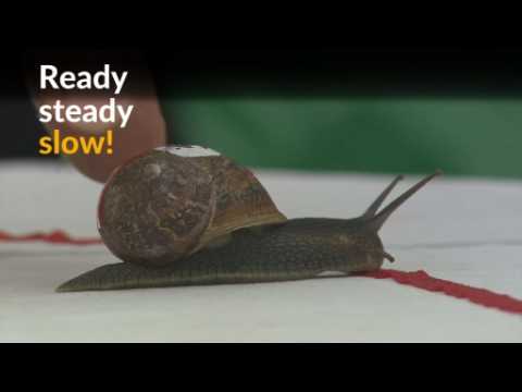 Snails 'slug' it out in championship race