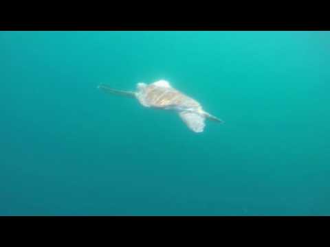Green sea turtles released into Pacific Ocean