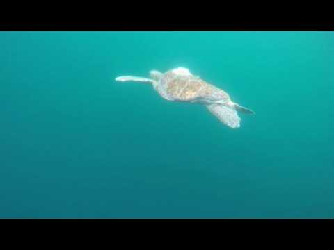 Green sea turtles released into Pacific Ocean