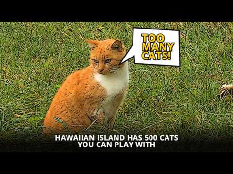 Celebrate International Cat Day with 500 cats in Hawaii