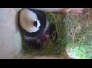 Baby giant panda born at Vienna zoo