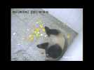 Two hefty arrivals at giant panda centre