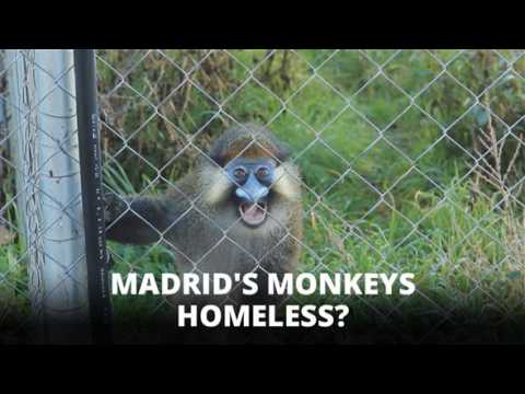 Forget peanuts: These monkeys need money!