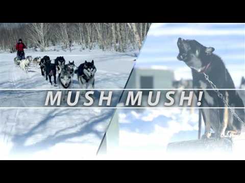 Husky sledding in sub zero Siberia
