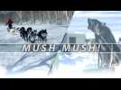 Husky sledding in sub zero Siberia