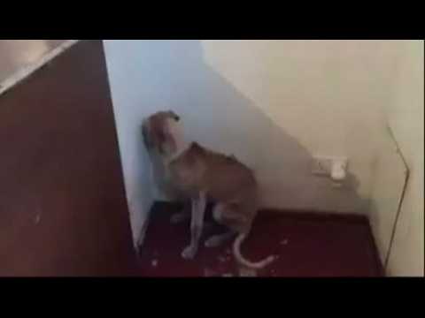 An abused dog gets her confidence back