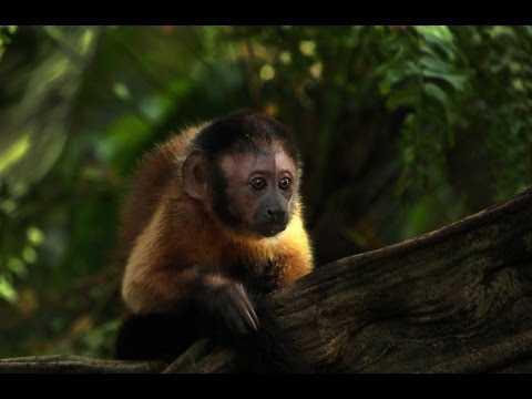 Amazonia Offical UK Trailer