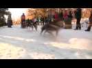 Minnesota sled dog race underway