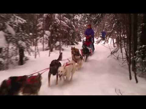 Sled dogs get set for big race
