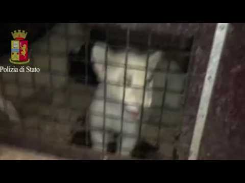 Italian police rescue lion cubs and tiger from stranded truck
