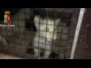 Italian police rescue lion cubs and tiger from stranded truck