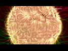 NASA animation reveals intricate magnetic fields of the Sun