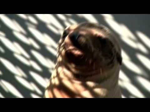 Hungry sea lion found in San Diego restaurant