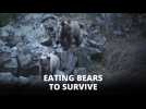 Eating to survive: The battle of man &amp; bear