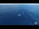 Rare blue whale and calf are seen on camera