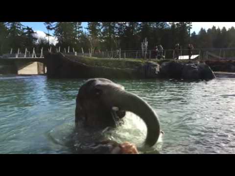 Oregon Zoo's new swimming pool a hit amongst the elephants