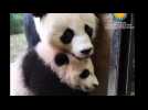 Panda Bei Bei takes first stroll outside